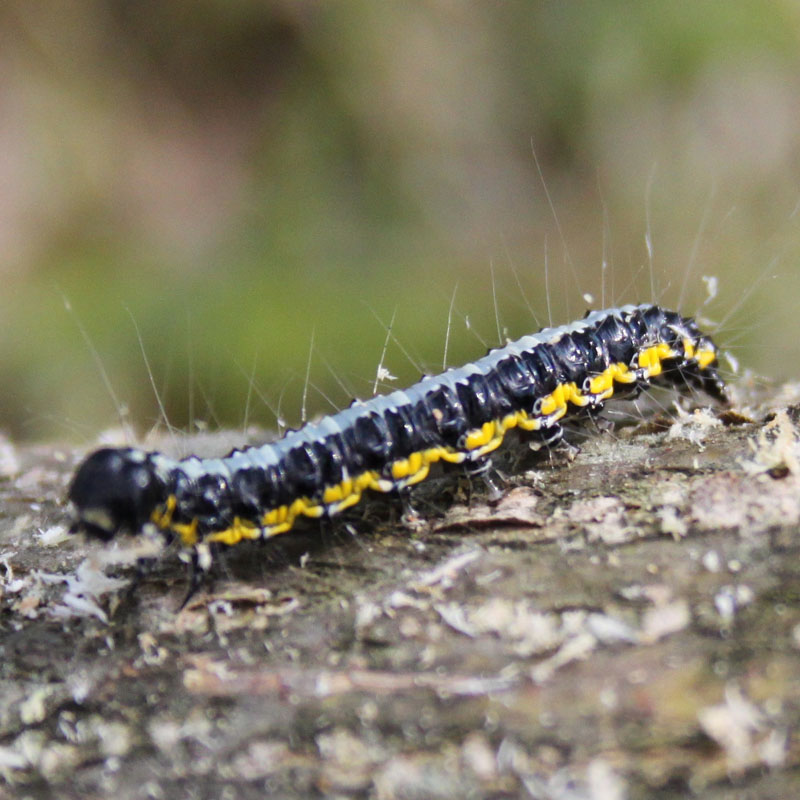 identificazione bruco